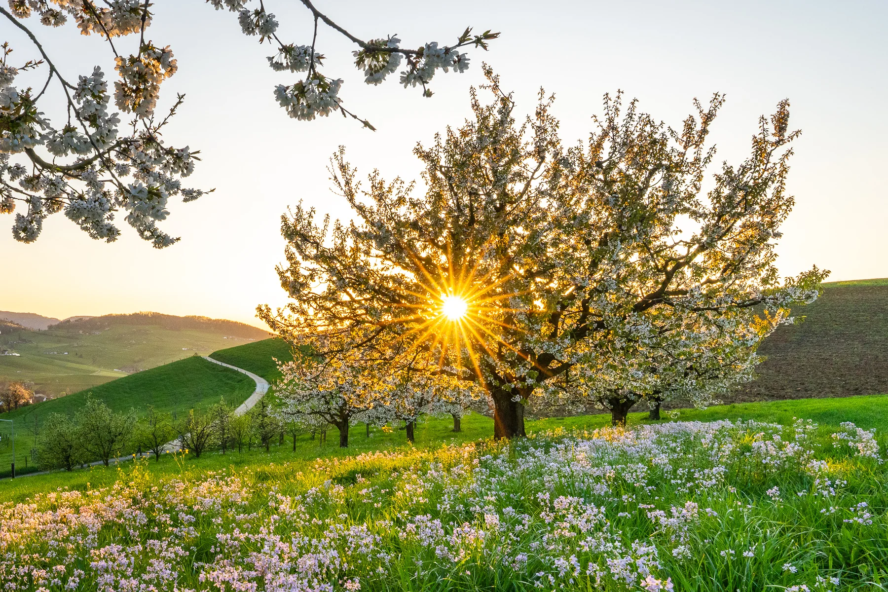 Blühende Kirschbäume mit weißen Blüten im Gegenlicht der untergehenden Sonne in einer grünen Wiese bei Arisdorf