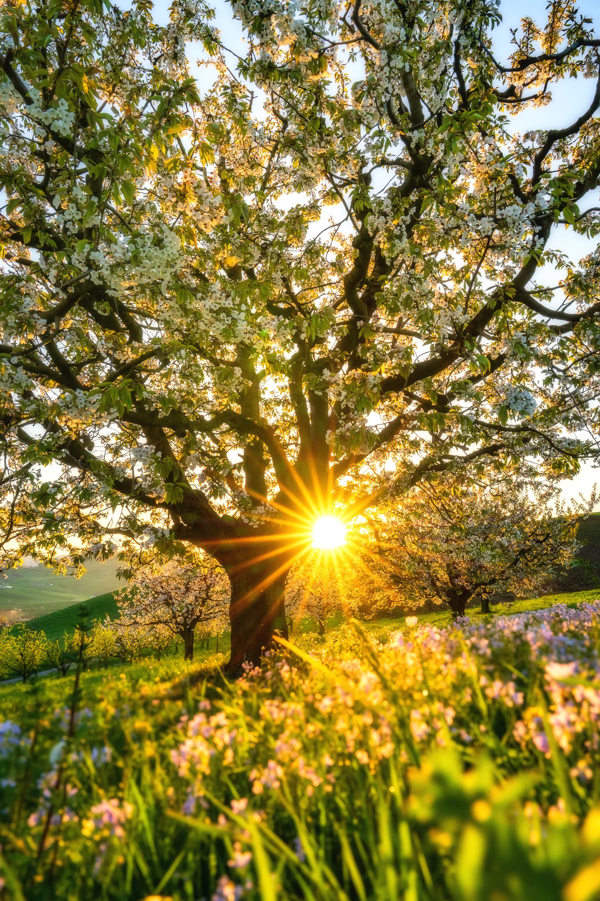 Alter Kirschbaum in voller Blüte mit Sonnenuntergang und Blumenwiese in Arisdorf, Baselland