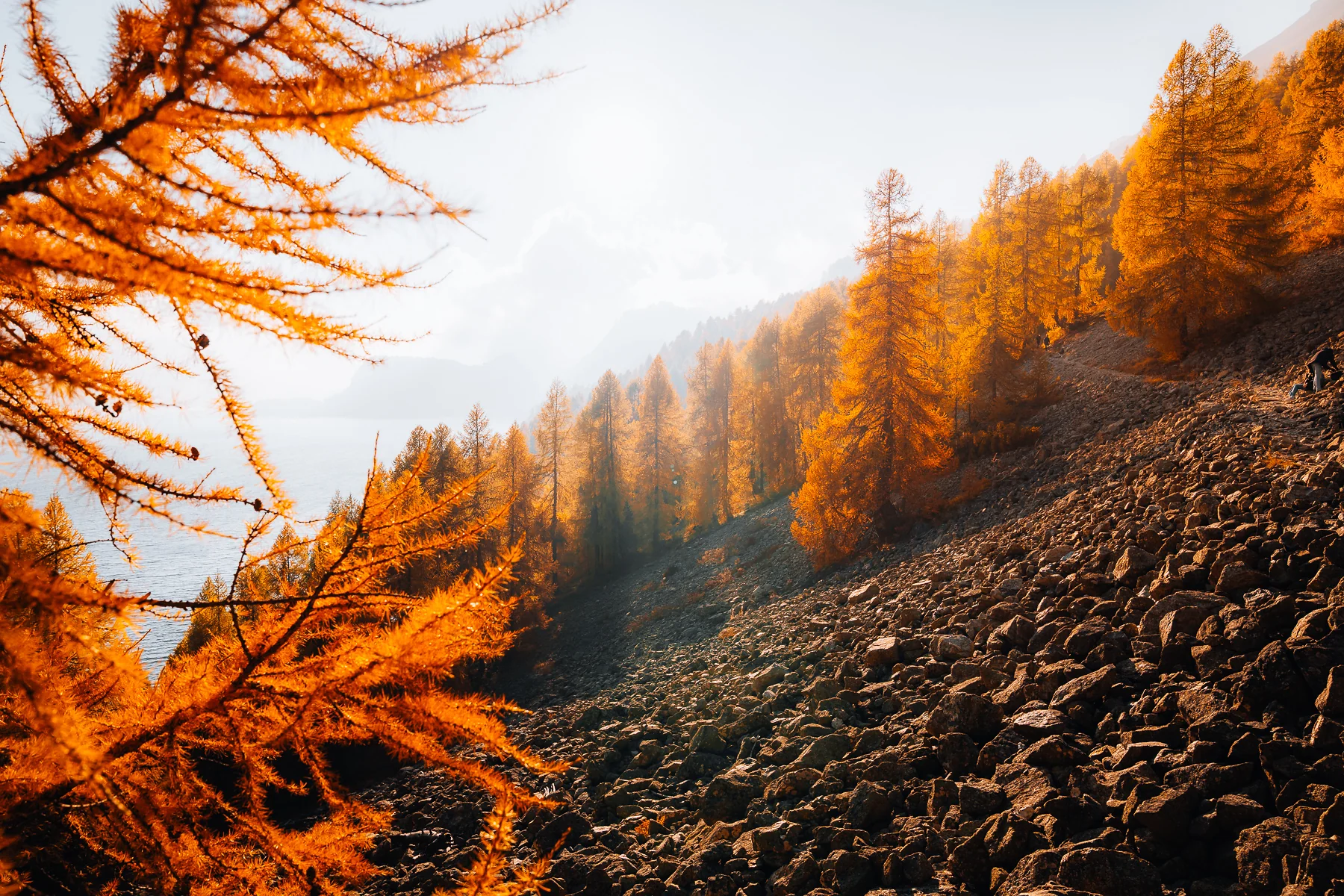 Herbstliche Lärchenwälder in goldenem Licht am Sils im Engadin, Graubünden, mit spiegelndem See und Bergketten