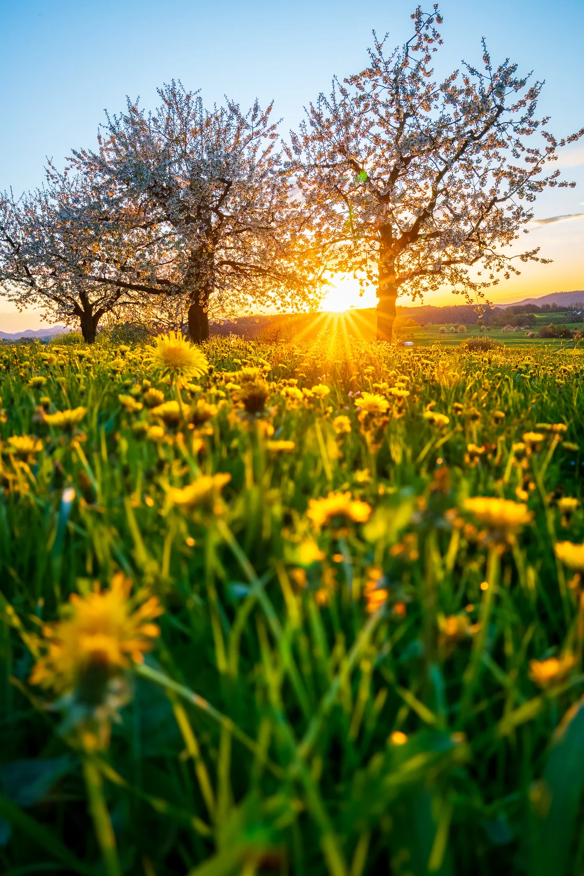 Gelbe Löwenzahnwiese mit blühenden Kirschbäumen bei Sonnenaufgang im Baselland, Frühlingsstimmung mit golden glänzendem Licht