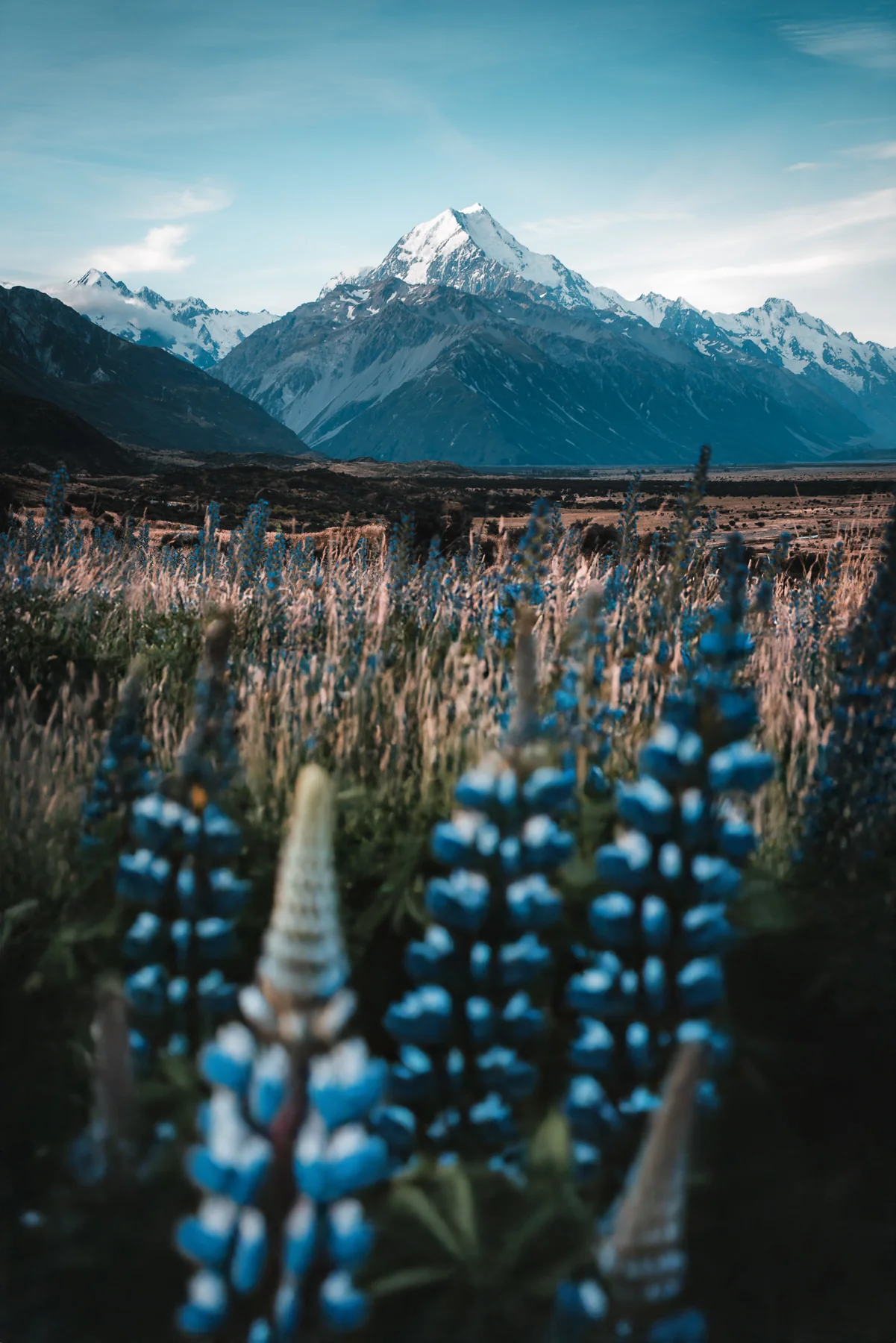 Schneebedeckter Mount Cook hinter leuchtend blauen Lupinen in der neuseeländischen Berglandschaft