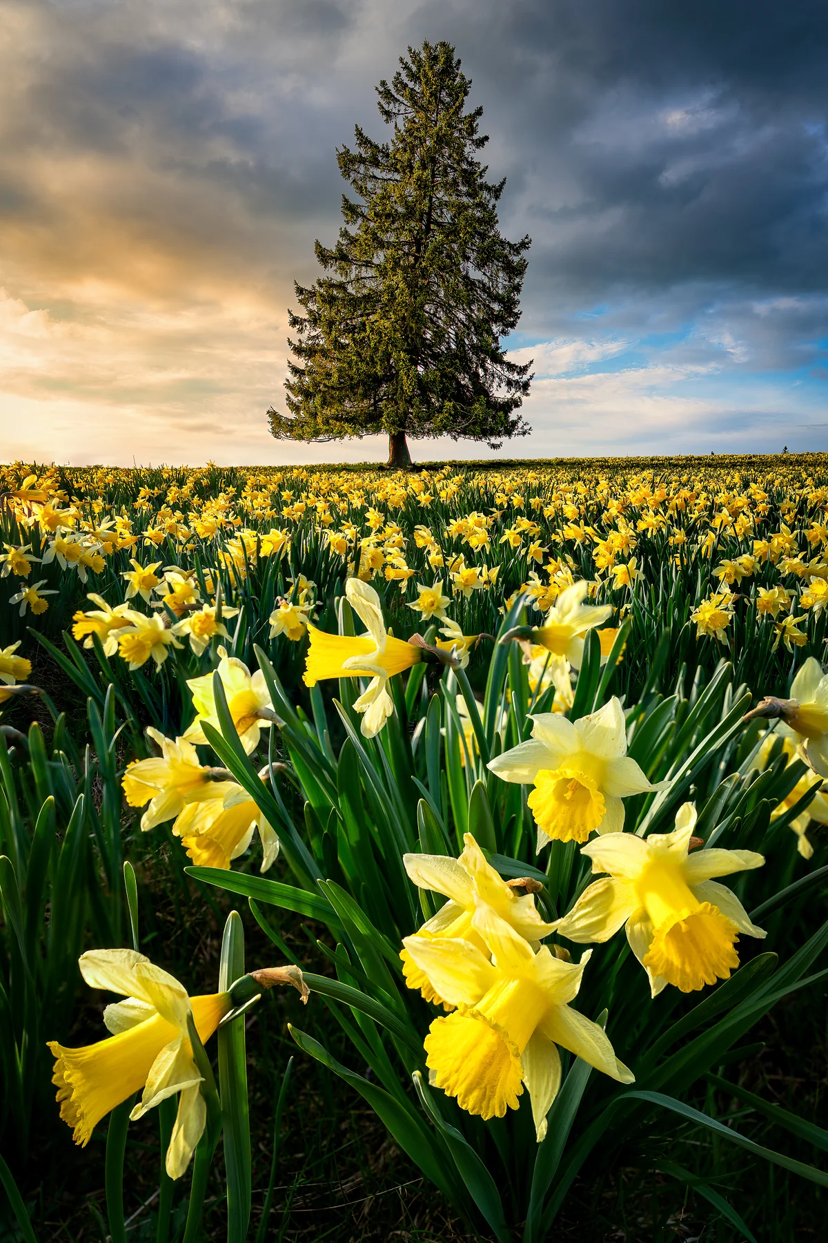 Blühendes Narzissenfeld mit Föhre im Frühling im Kanton Jura, Schweiz