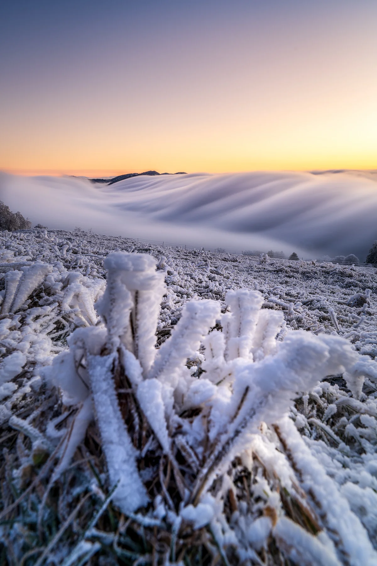 Gefrorene Pflanzen mit Raureif im Vordergrund, darunter ein Nebelmeer mit Berggipfeln bei Sonnenaufgang am Scheltenpass