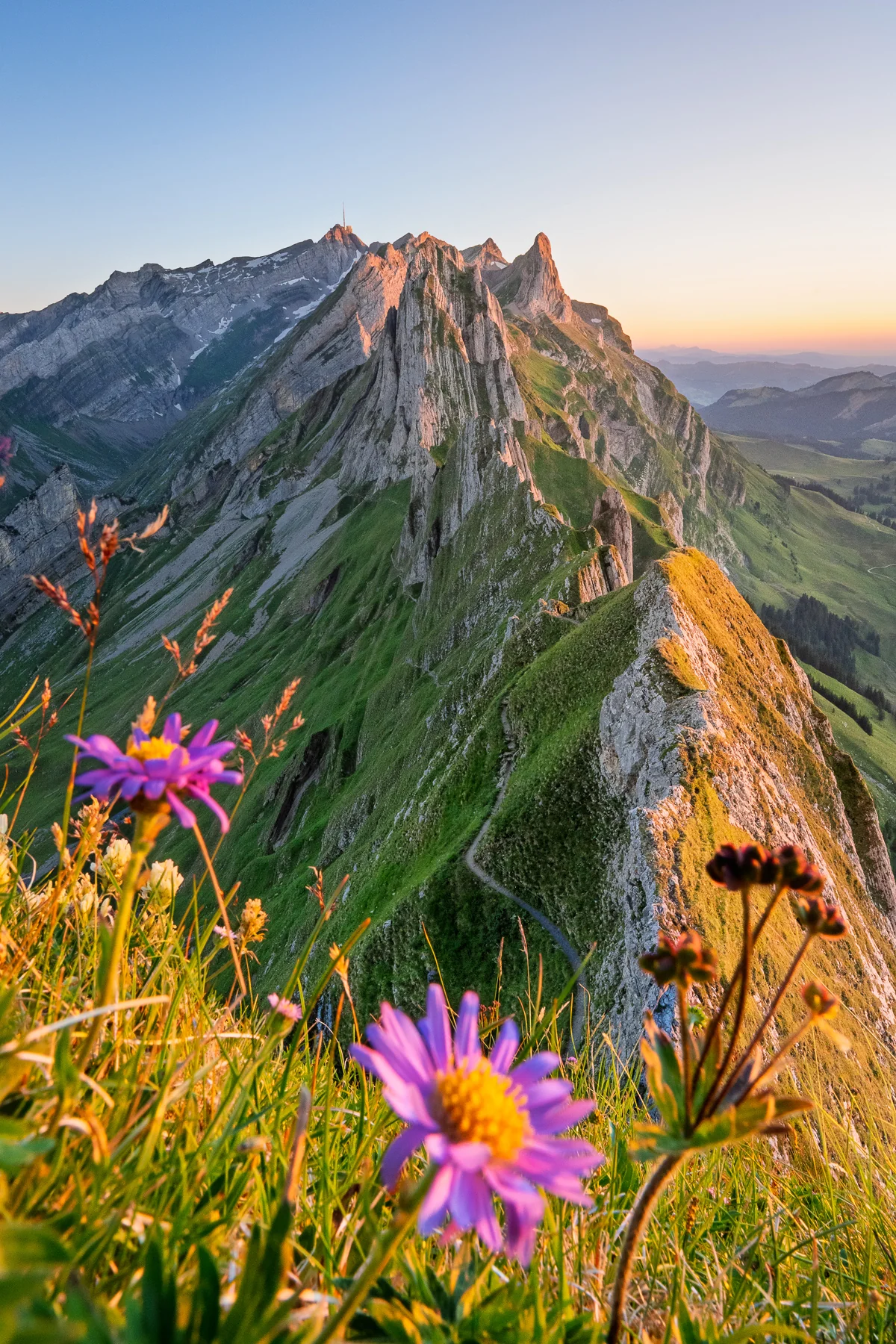 Dramatische Felsformationen des Alpsteingebirges mit violetten Alpenblumen im Vordergrund, Säntis bei Sonnenuntergang, Appenzell