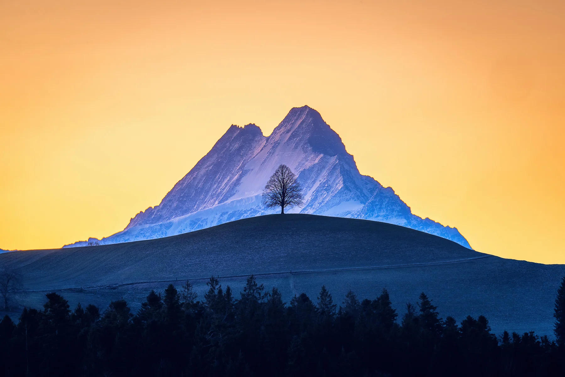 Majestätischer Schreckhorn mit verschneiter Spitze bei goldenem Sonnenaufgang, Silhouette von Linde und Wald im...