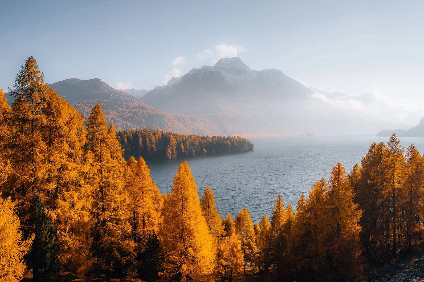 Herbstlicher Silsersee in Graubünden mit goldenen Lärchen und Alpengipfeln, spiegelnd im ruhigen Wasser