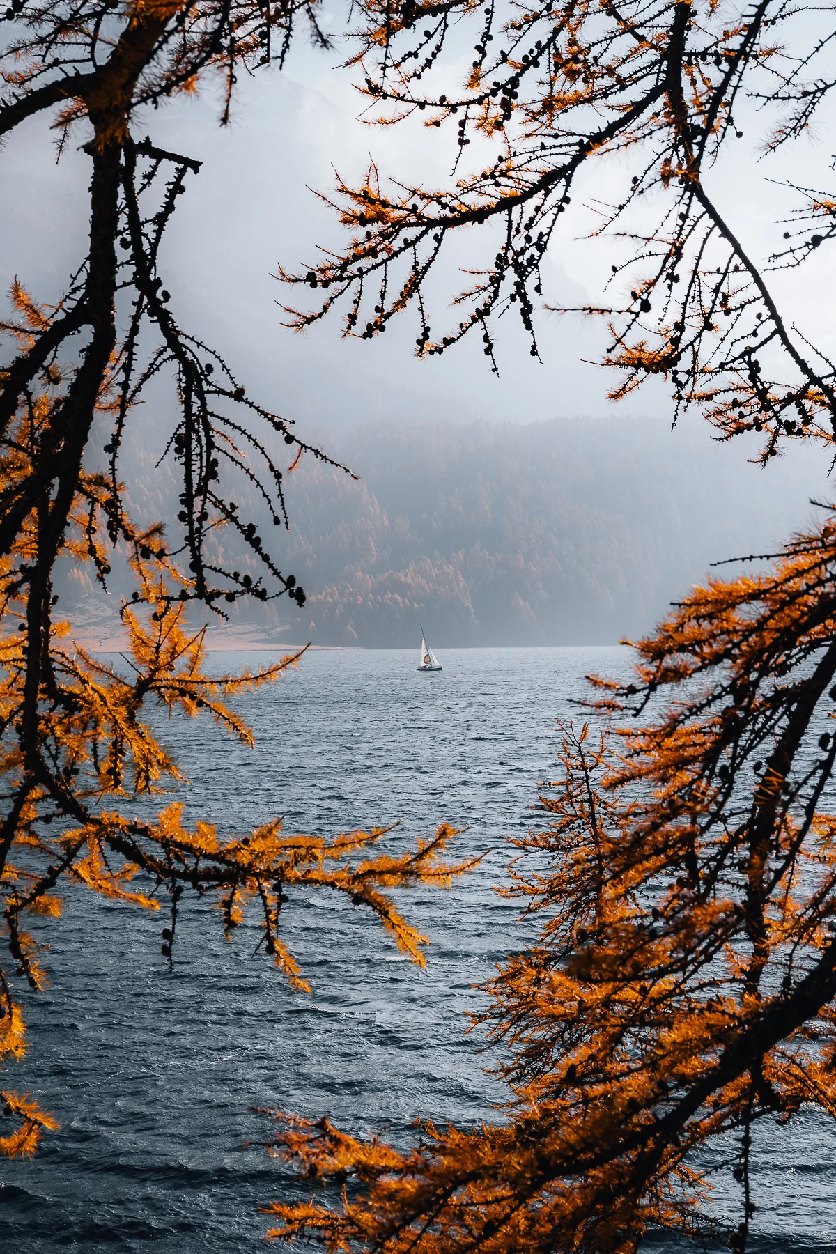 Herbstliche Lärchen mit goldenen Nadeln rahmen den nebligen Silsersee mit Segelboot in Graubünden