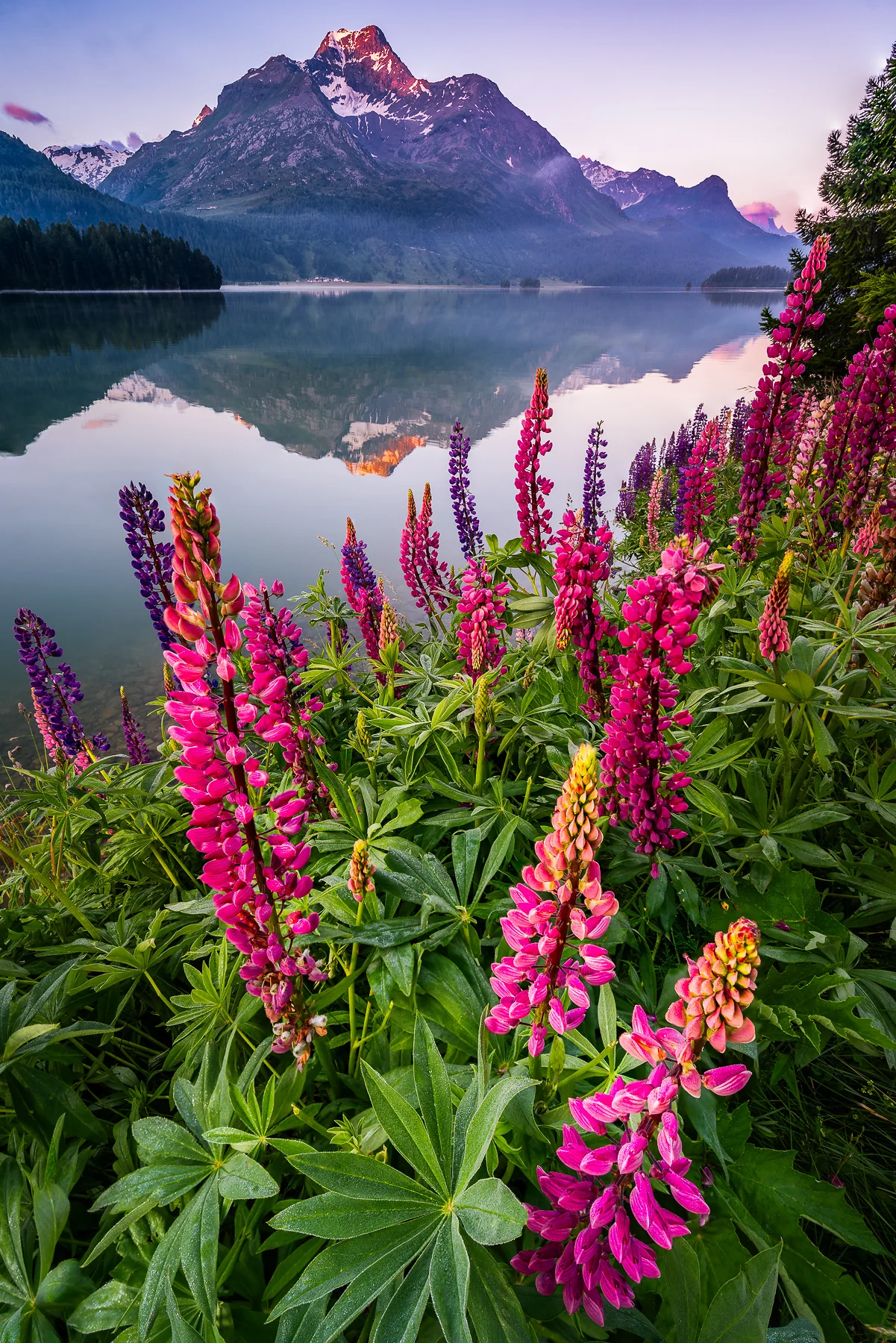 Blühende rosafarbene und violette Lupinen am Ufer des Silsersees bei Sonnenaufgang mit schneebedeckten Alpengipfeln und...