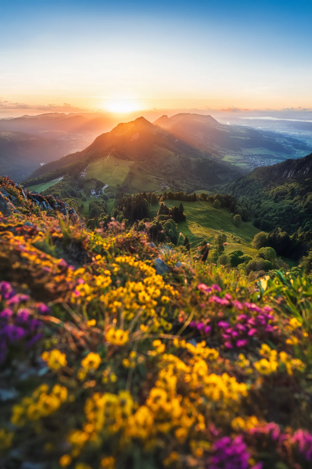 Leuchtende Wildblumen auf dem Weissenstein mit Bergpanorama und Sonnenuntergang über Solothurn